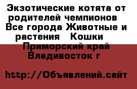  Экзотические котята от родителей чемпионов - Все города Животные и растения » Кошки   . Приморский край,Владивосток г.